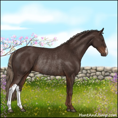 Horse Color:Liver Chestnut Rabicano