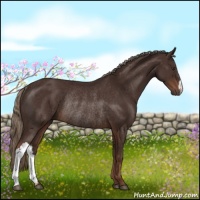 Horse Color:Liver Chestnut Rabicano 