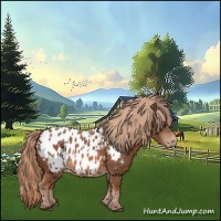 Horse Color:Chestnut Appaloosa