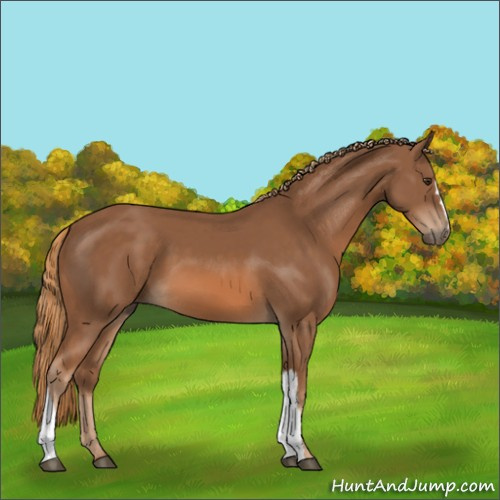 Horse Color:Chestnut 
