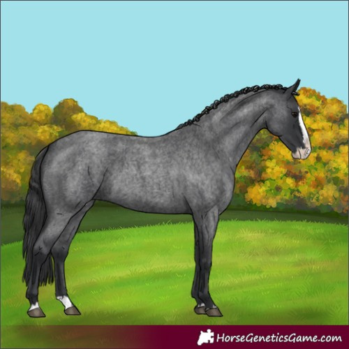 Horse Color:Blue Roan Splash 