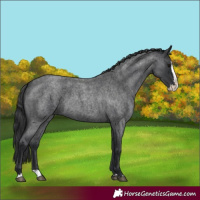 Horse Color:Blue Roan Splash 