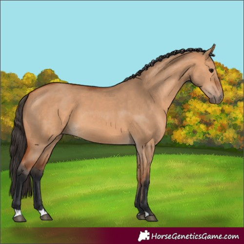 Horse Color:Bay Dun 