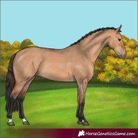 Horse Color:Bay Dun