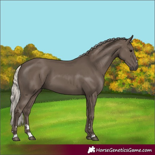 Horse Color:Silver Black