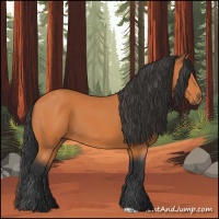 Horse Color:Bay 