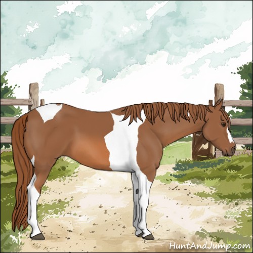 Horse Color:Chestnut Tobiano