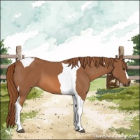 Horse Color:Chestnut Tobiano 