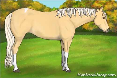 Horse Color:Palomino Tobiano 