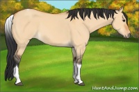 Horse Color:Bay Dun Tobiano 