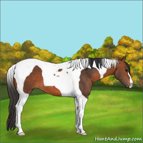 Horse Color:Bay Tobiano 