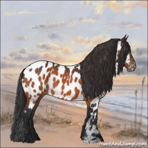 Horse Color:Bay Appaloosa