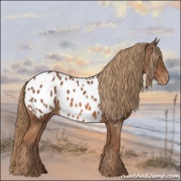 Horse Color:Chestnut Appaloosa
