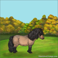Horse Color:Bay Roan Dun 
