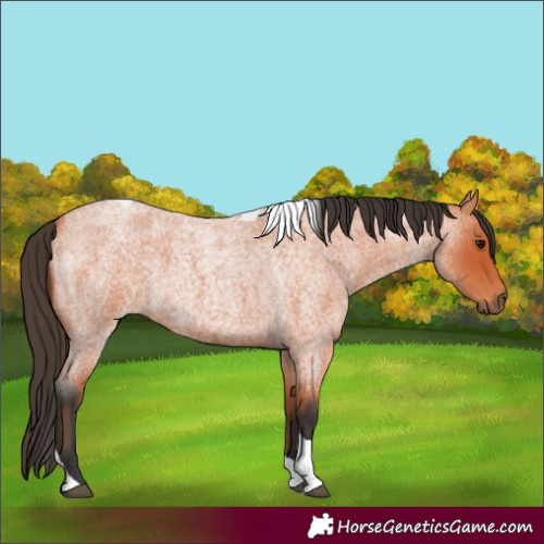 Horse Color:Bay Roan Tobiano