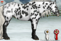 Horse Color:Liver Chestnut Mushroom Appaloosa 