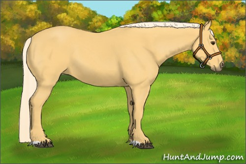 Horse Color:Palomino