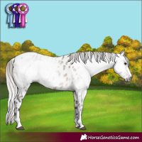 Horse Color:Gray Silver Brown Dun Appaloosa 