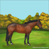 Horse Color:Brown 