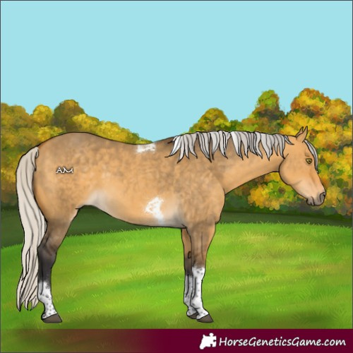 Horse Color:Silver Buckskin Dun Tobiano 
