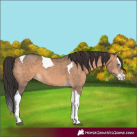 Horse Color:Brown Dun Sabino Splash Tobiano 