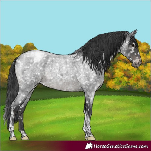 Horse Color:Blue Roan Tobiano Snowcap Rabicano
