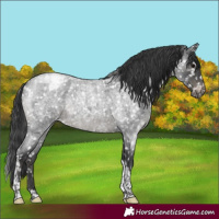 Horse Color:Blue Roan Tobiano Snowcap Rabicano 