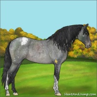 Horse Color:Blue Roan Tobiano Appaloosa Rabicano 