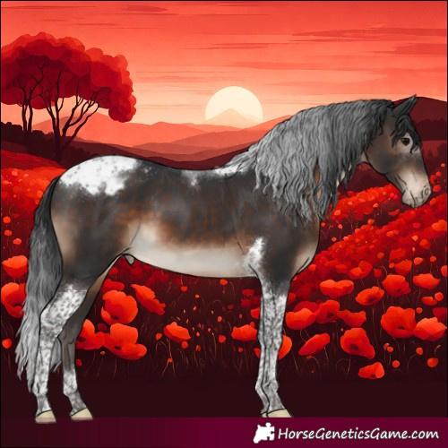 Horse Color:Brown Tobiano Appaloosa