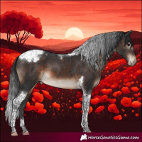 Horse Color:Brown Tobiano Appaloosa 
