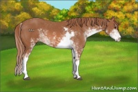 Horse Color:Chestnut Sabino 