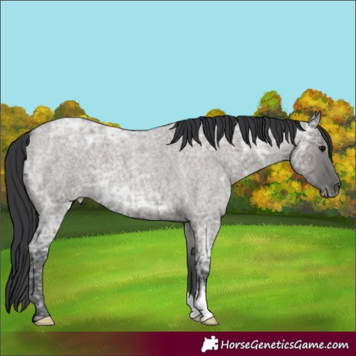 Horse Color:Grullo Ice Roan 