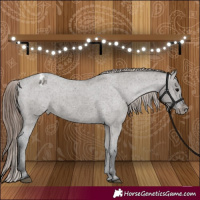 Horse Color:Grullo Appaloosa