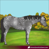 Horse Color:Smoky Black Ice
