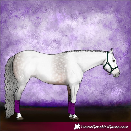 Horse Color:Gray Bay Tobiano Rabicano 