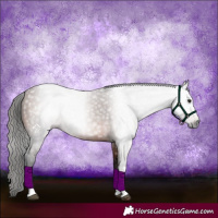 Horse Color:Gray Bay Tobiano Rabicano
