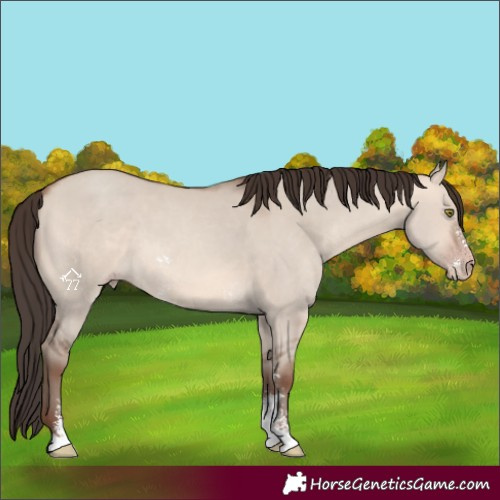 Horse Color:Amber Champagne Dun Sabino 