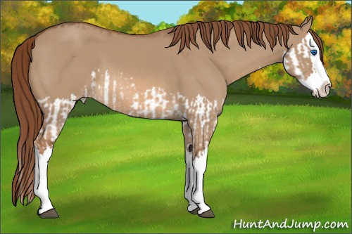 Horse Color:Red Dun Splash and Red Dun Splash