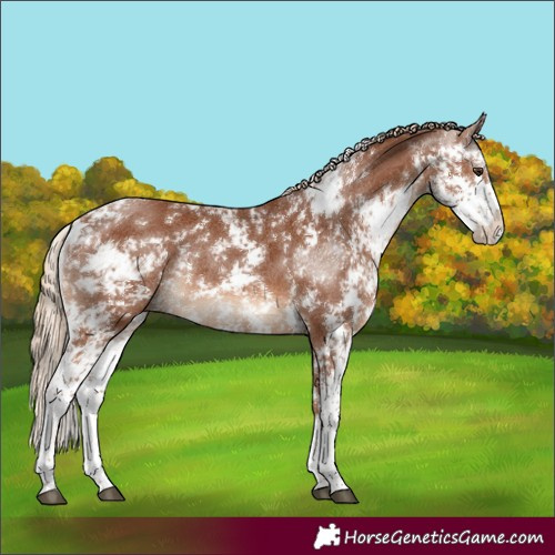 Horse Color:Chestnut Sabino Rabicano