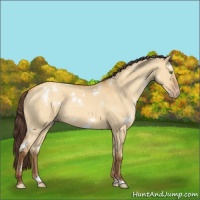 Horse Color:White Spotted Sable Cream Champagne Dun Sabino Rabicano 