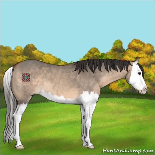 Horse Color:Bay Dun Splash 
