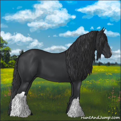 Horse Color:Black 