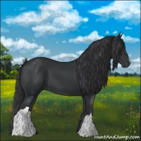 Horse Color:Black 