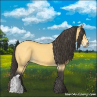 Horse Color:Buckskin 