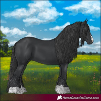 Horse Color:Black 