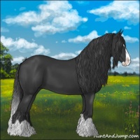 Horse Color:Black Splash 