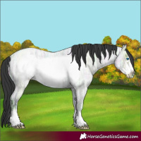 Horse Color:Grullo Ice Roan Frame 