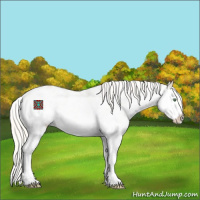Horse Color:White Spotted Silver Sable Cream Champagne Ice Roan Dun Splash Appaloosa 