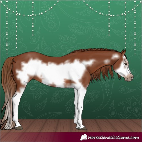 Horse Color:Chestnut Splash Frame