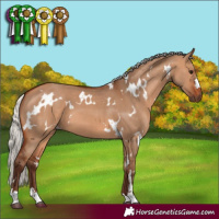 Horse Color:White Spotted Silver Bay Dun 